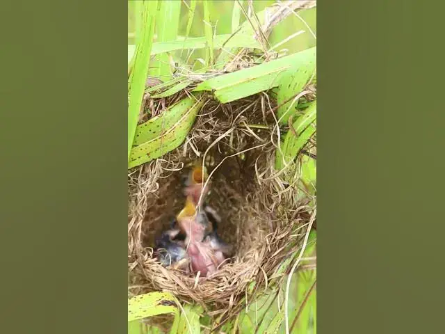 Video thumbnail for Mom Feed babies bird EP#253 #birds #nature #shortvideo #viralvideo #birds #farming #wildlife