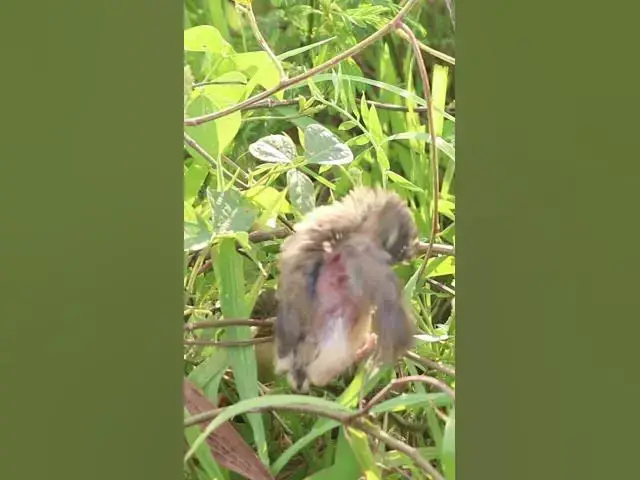 Video thumbnail for #topbird #birdspotting #birdwatch #wildlife #birdwatching #nature #birdfeeding #birdsoun