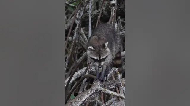 Video thumbnail for Raccoon hands have thumbs that... #shorts