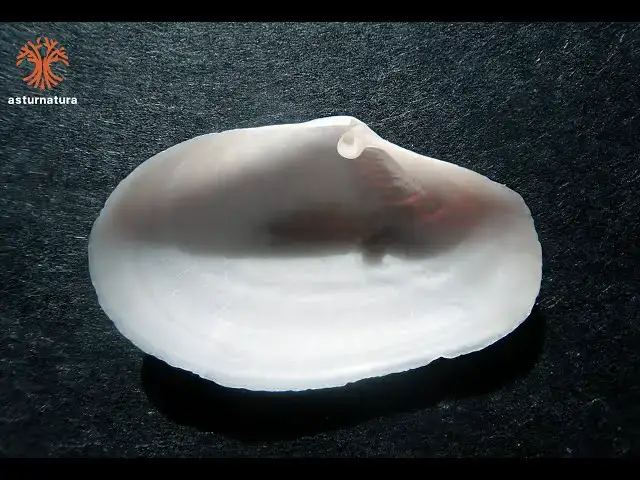 Video thumbnail for Cochlodesma praetenue