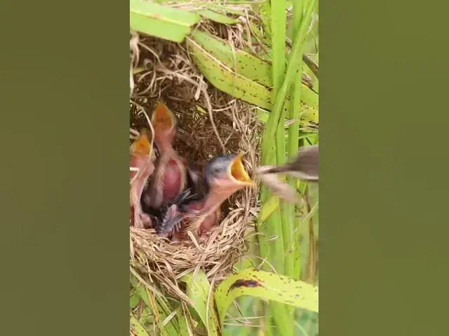 Video thumbnail for Bird Family Breakfast Buffet Adorable Chicks EP#057 #birdslover #birdwatch #wildlife #nature #birds