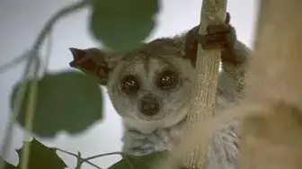 Video thumbnail for Galago (Bush Baby) as a Pet: Pros & Cons