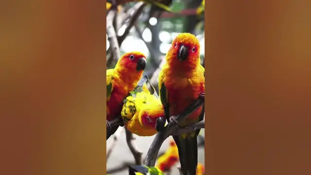 Video thumbnail for Can a Sun Conure talk?#shorts