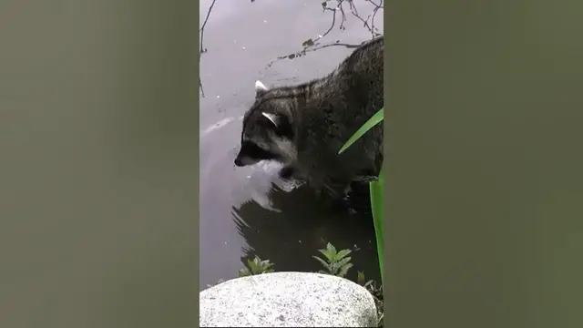 Video thumbnail for Some of Raccoon's favorite foods include... #shorts