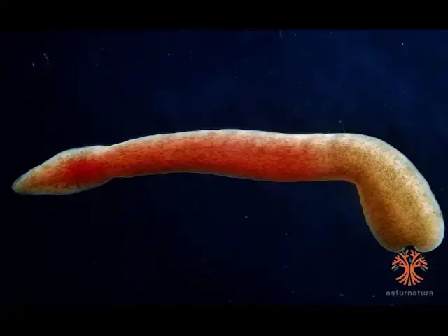 Video thumbnail for Cerebratulus fuscus