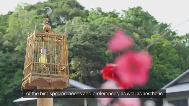 Video thumbnail for Bird Cage Setup Ideas