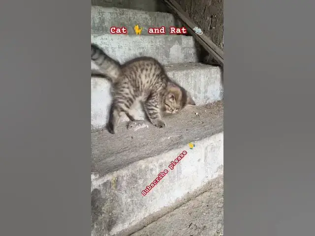 Video thumbnail for The Cat 🐈 🤣🤣🤣🤣 #johnselephilip #comedy #cat #rat #animals #animalshorts