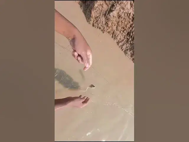 Video thumbnail for fishman catch fish Ep065 #shortbird #fishcatch #wildfish #topcatch #fish #viralfish