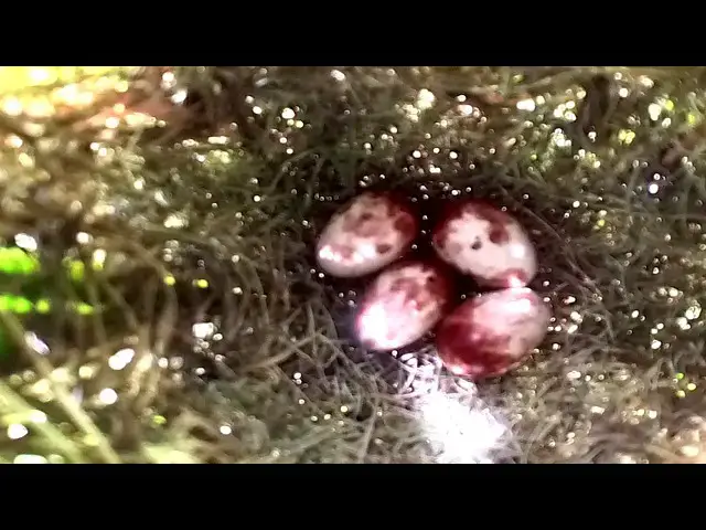 Video thumbnail for Egg Golden-crowned Sparrow: A Glowing Jewel of the Avian World  @ViralBirdNest