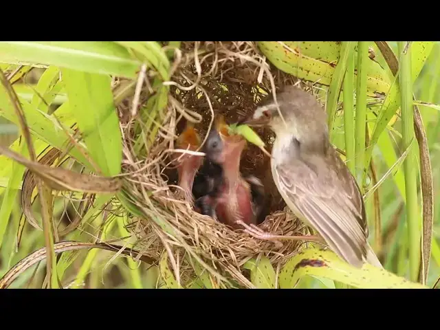 Video thumbnail for Mama Bird's Massive Meal: A Worm Delivery to Remember  @ViralBirdNest