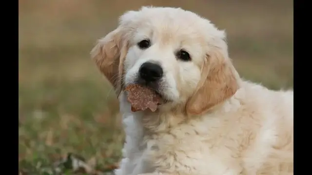 Video thumbnail for 250+ Best Golden Retriever Dog Names