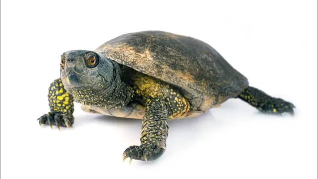 Video thumbnail for 14 Pros & Cons of Owning a Turtle As a Pet
