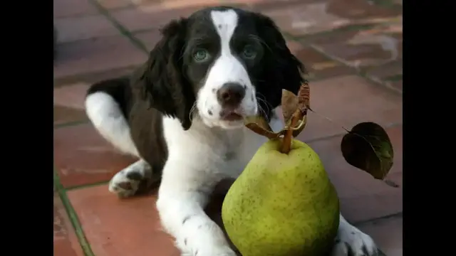 Video thumbnail for Can dogs Eat Asian Pears?