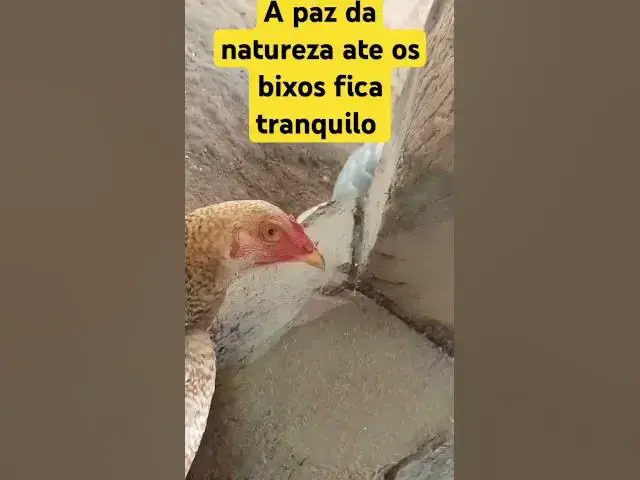 Video thumbnail for Frango na sua tranquilidade paz do Mato #calmaria