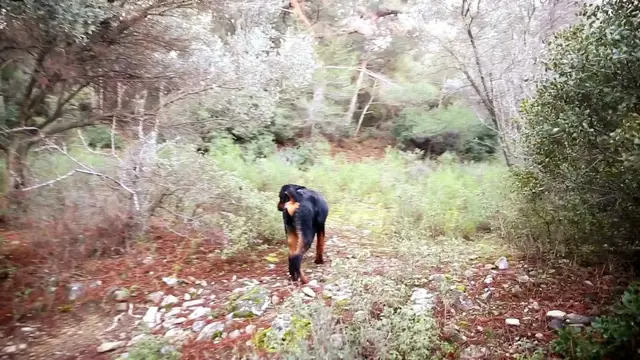 Video thumbnail for we go for a walk through the forest with my dog ​​friend