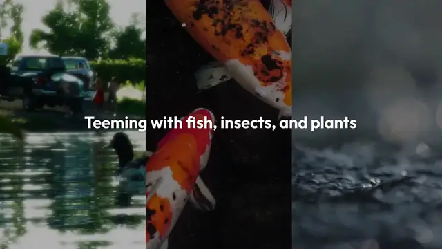 Video thumbnail for Pond Water vs. Water Filters – A Comparative Guide