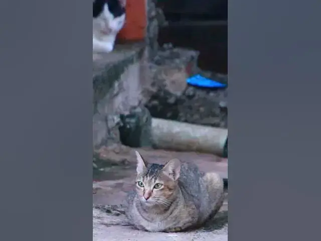 Video thumbnail for Top Cray Cat 16  #animals#Cat #shortcat #cats #allcat #allbabiescat #viralcat