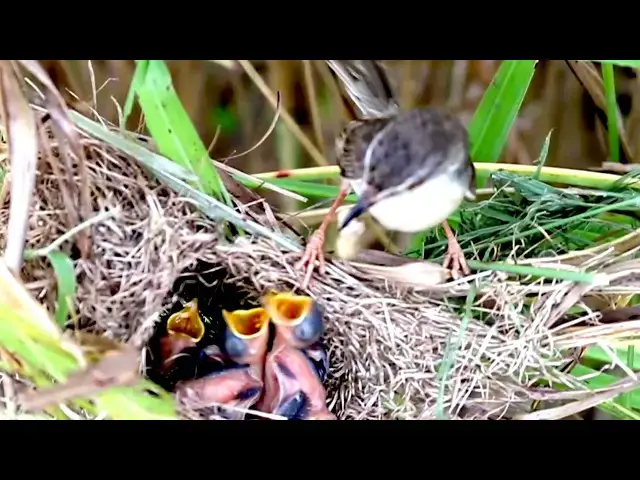 Video thumbnail for Wow Nurturing Nestlings: Baby Bird Care  \-baby birds on nest