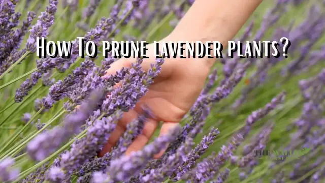 'Video thumbnail for How To Prune Lavender Plants'