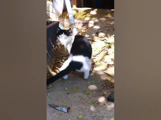 Video thumbnail for Cats 28