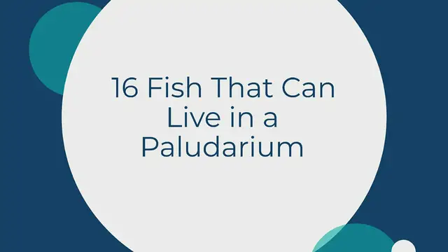 'Video thumbnail for 16 Paludarium Fish'