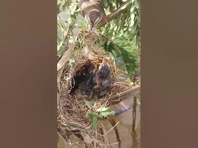 Video thumbnail for Moter Bird Eating In Nest  #birdwatching #nature #birdparents #birdspotting #birdslover #birdwatch