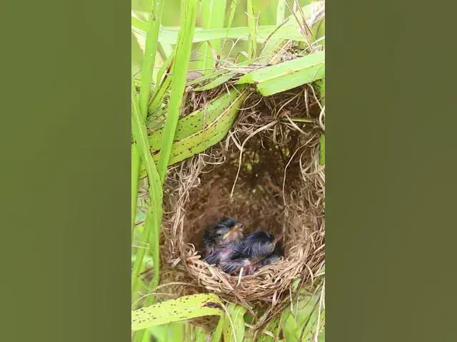 Video thumbnail for Top Golden Bird Babies in Nest EP#335 #Babybird #feeding #babybird #shorts ##birds #birdslover #bgmi