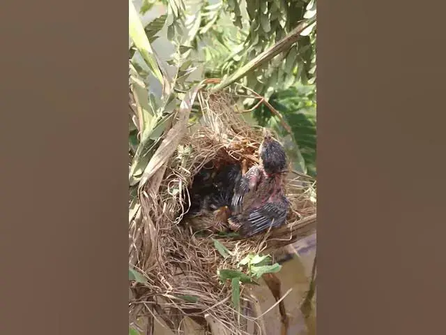 Video thumbnail for The Bird Eating In Nest   #birdwatching #nature #birdparents #birdspotting #birdslover #birdwatching