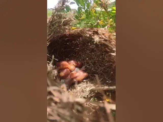 Video thumbnail for Top Gouldian Finch Chicks #animals #nature #birds #bird #pets #aviary #cute #animal #pet #birdsounds