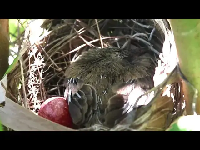 Video thumbnail for Baby Peacock Bird & Egg Stay In Nest // Baby Peacock Bird Wild Bird Life In Firest
