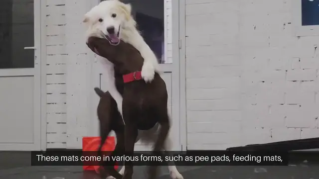 Video thumbnail for Pet Training Mats
