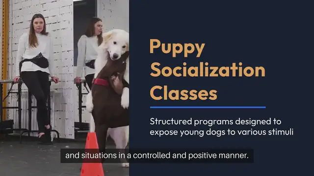 Video thumbnail for Puppy Socialization Classes