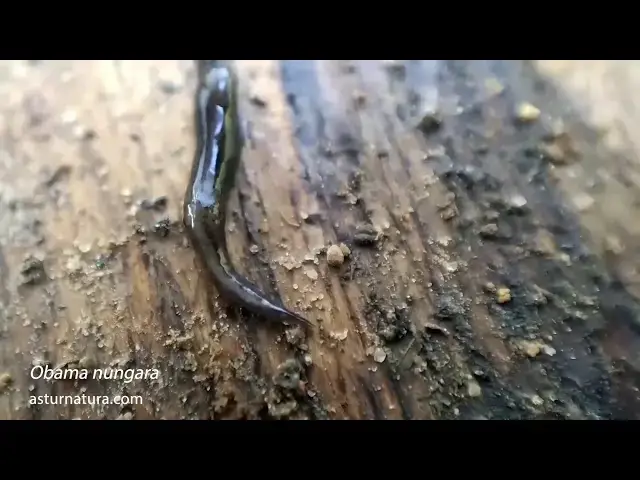 Video thumbnail for Obama nungara vs Leptonemertes chalicophora