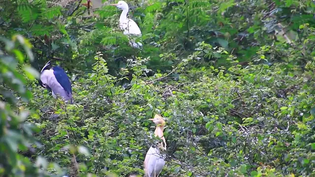 Video thumbnail for Oh wild bird on nest