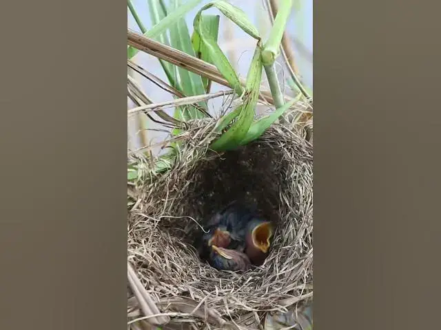 Video thumbnail for Bird Babies Sleep