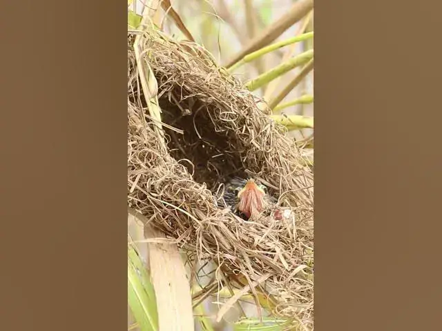 Video thumbnail for Sigle Bired on Nest AP#004 #Feedigbirds #nature #shortvideo #viralvideo #birds #farming #wi