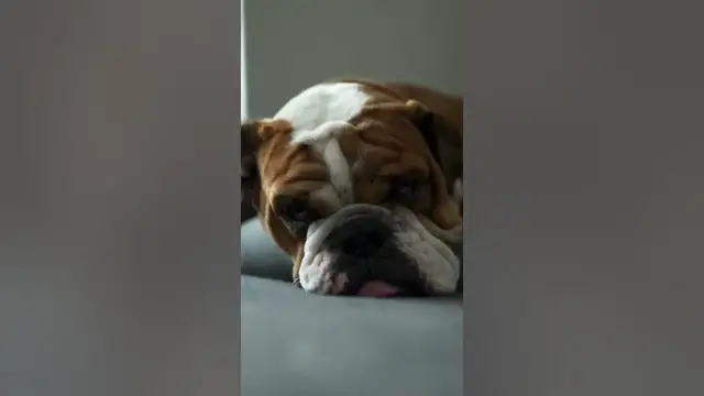 Video thumbnail for Bulldog trying to sleep #shorts