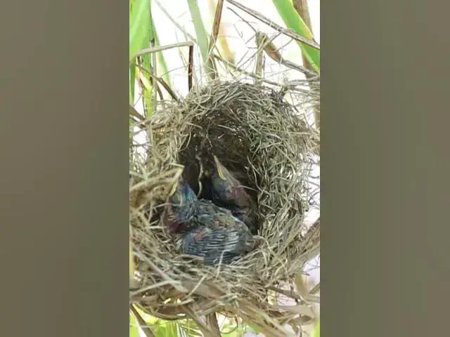 Video thumbnail for babies bird waiting for food  #birdparenting #birdwatching #birdslover #birdspotting #trending