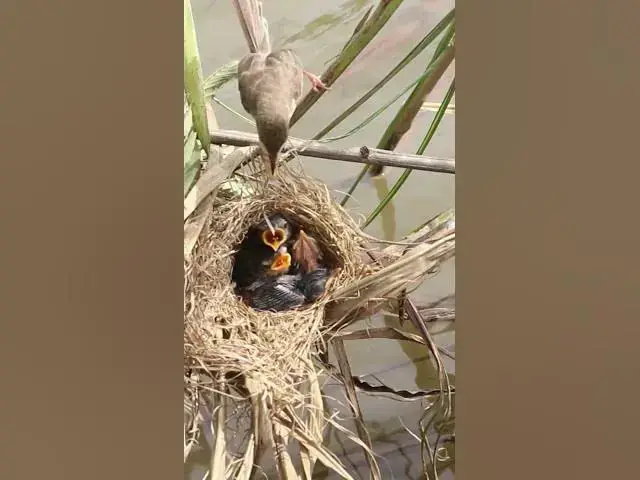 Video thumbnail for Babies grown Bird #BabiesBird  #Feedigbirds #nature #shortvideo #viralvideo #birds #birdspecies