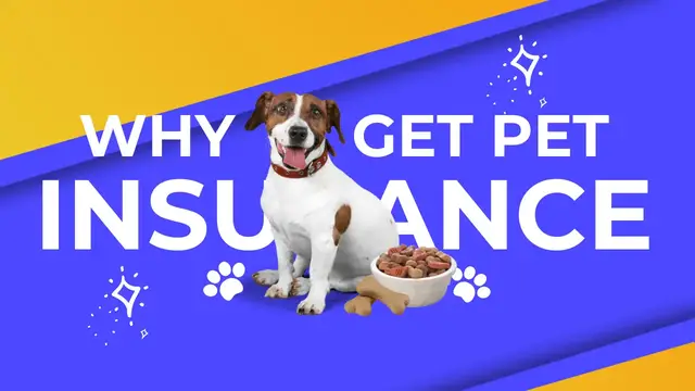 'Video thumbnail for Pet Insurance - How it helped me in emergency'