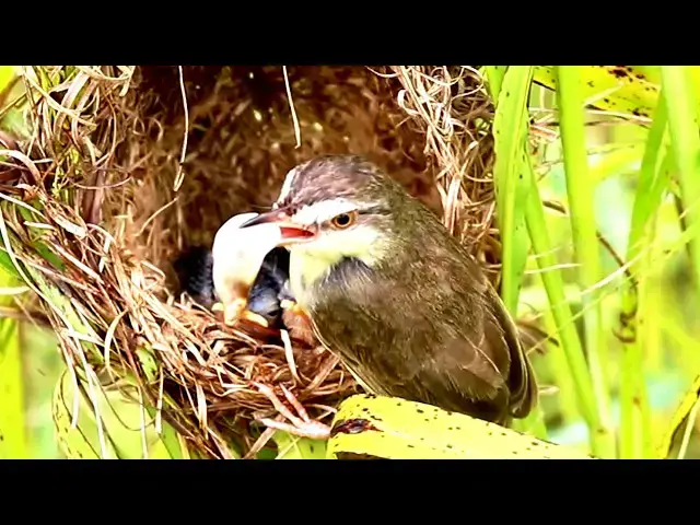 Video thumbnail for Sparrow Feeding in Action  // White-crowned Sparrow Chick in Nest  @ViralBirdNest