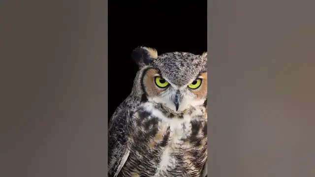 Video thumbnail for Ready, aim, strike. #shorts