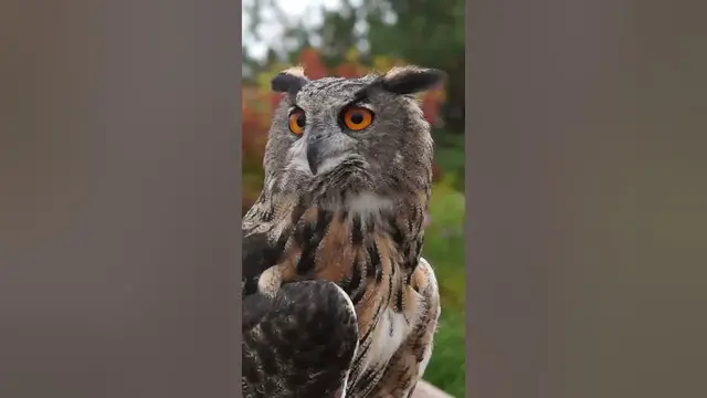 Video thumbnail for 2 Owl Facts#shorts