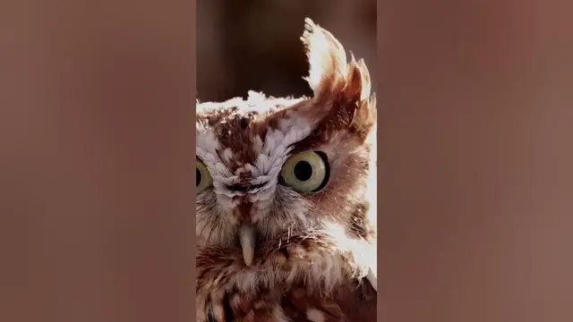 Video thumbnail for Owls Are Symbolic #shorts