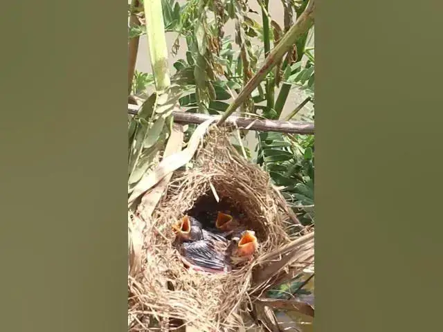Video thumbnail for Mother Bird Feding babies  #birdspotting #nature #birdparenting #birdkids #birds #birdslover #birds