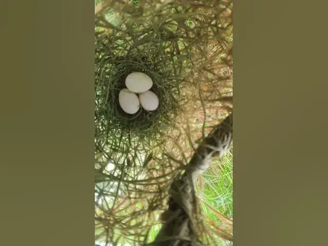 Video thumbnail for All Egg Golden Bird  #animals #nature #birds #bird #pets #aviary #cute #animal #pet #birdsounds