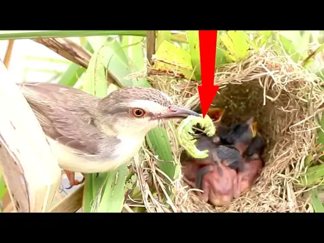 Video thumbnail for Fledgling: Sparrow Feeding in Action  // Adult Sparrows Care for Nesting Young  @ViralBirdNest