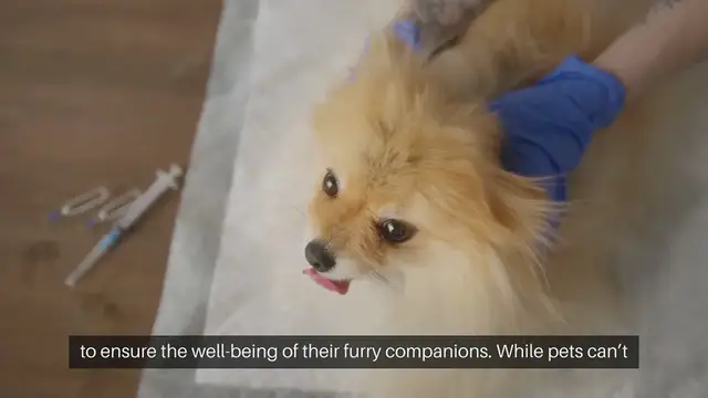 Video thumbnail for Pet Emergency Signs to Watch