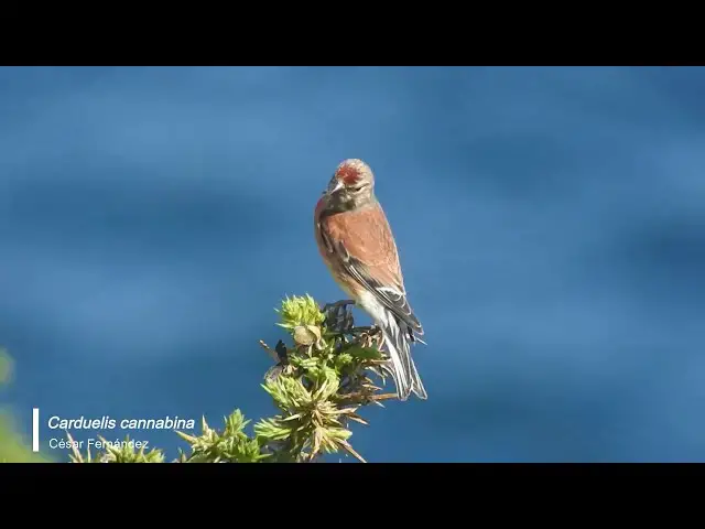 Video thumbnail for Pardillo común (Carduelis cannabina)