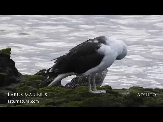 Video thumbnail for Gavión atlántico. Larus marinus.